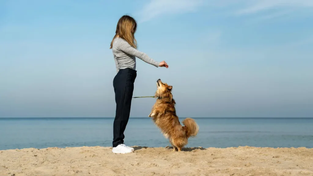 Los conflictos de custodia de mascotas tras separación se rigen por el Código Civil