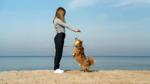 Los conflictos de custodia de mascotas tras separación se rigen por el Código Civil